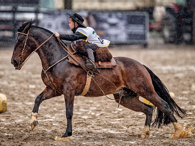 Lance Rural transmite o Cavalo Crioulo na EXPOINTER ao vivo e