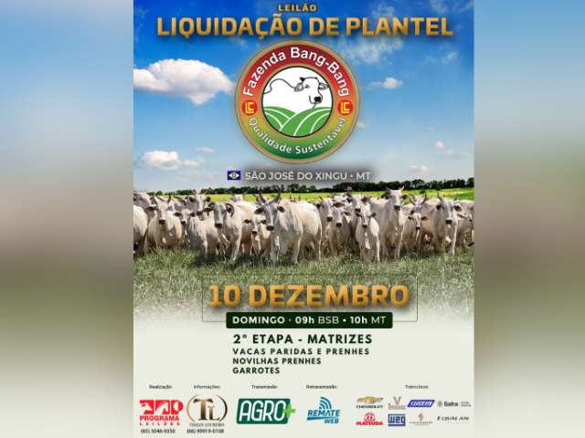 Lance Rural - Leilão Certificado Nº 6 - Canal Rural