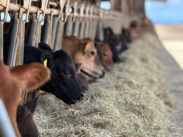 'Imagem de destaque do post: 'Wagyu on Dairy: parceria entre Guidara Meat e Cooperativa Capal garante compra de bezerros de rebanhos leiteiros