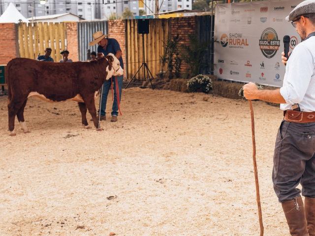 'Imagem de destaque do post: 'Hereford e Braford terão julgamentos válidos para ranking na ExpoBel 2026