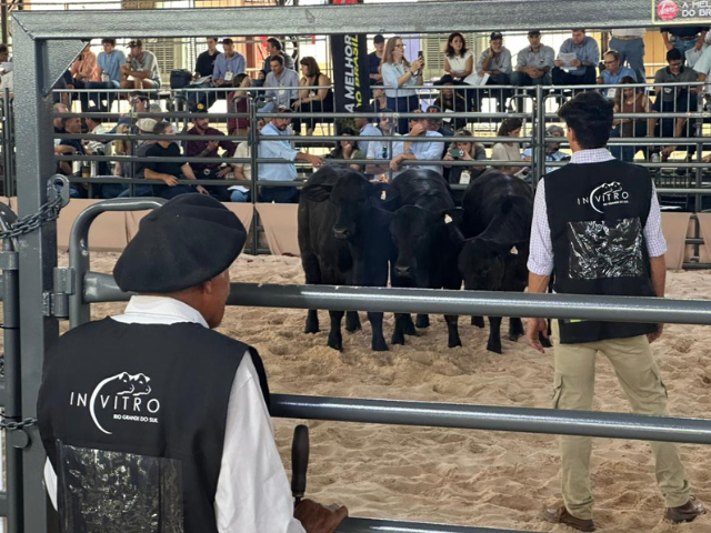 'Imagem de destaque do post: 'aúchos dominam julgamento de rústicos no Mundial Brangus 2026, em Londrina