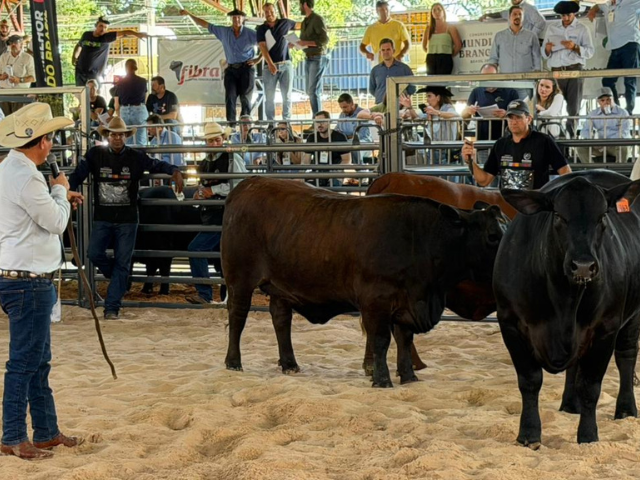 Imagem de destaque do post: Mundial Brangus 2026: julgamentos individuais são marcados por emoção e vitórias gaúchas