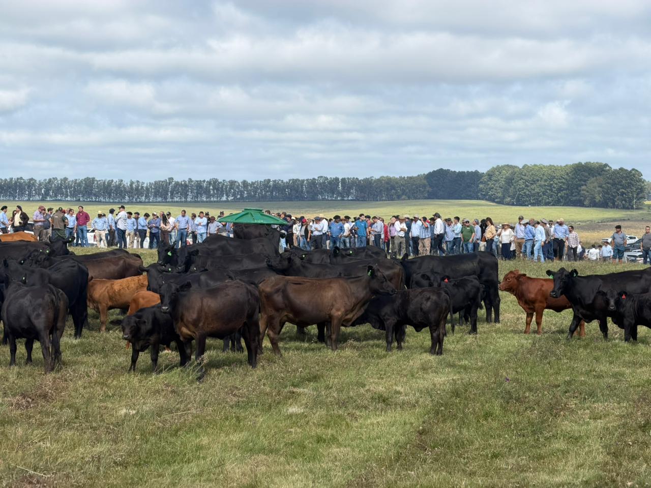 'Imagem de destaque do post: 'Brangus em Alta: Mundial da raça impulsiona negócios e projeta genética brasileira no cenário internacional
