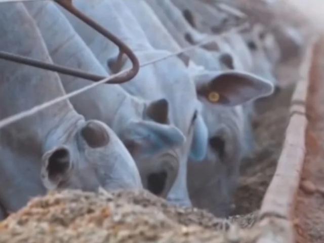 'Imagem de destaque do post: 'Gado magro: por que acertar na compra define, ou destrói, a margem do confinamento