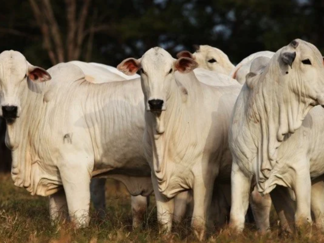 'Imagem de destaque do post: 'Boi gordo: mercado registra negociações acima da referência; veja cotações