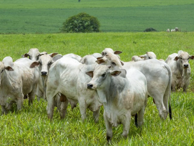 'Imagem de destaque do post: 'Suplementação Estratégica: como produzir mais carne com menos pasto