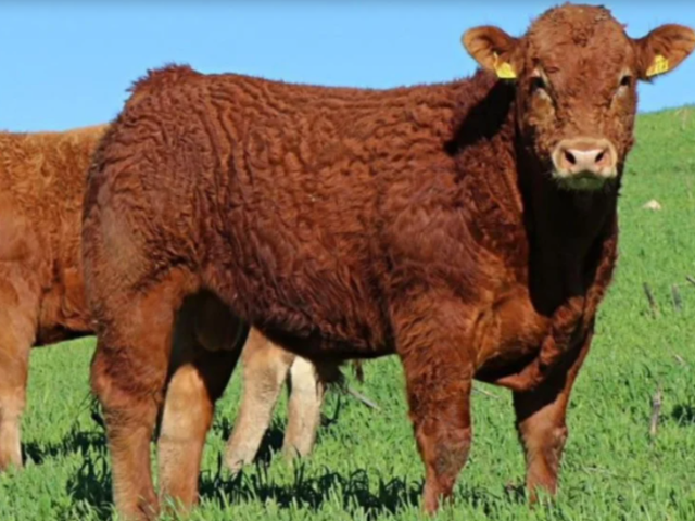 'Imagem de destaque do post: 'Raça Limousin passa a integrar o Registro Genealógico da ANC