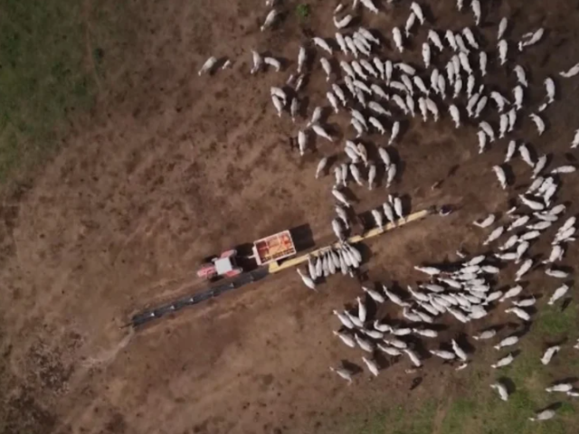 'Imagem de destaque do post: 'Como destravar o cio das novilhas primíparas: o erro que está custando bezerros à sua fazenda