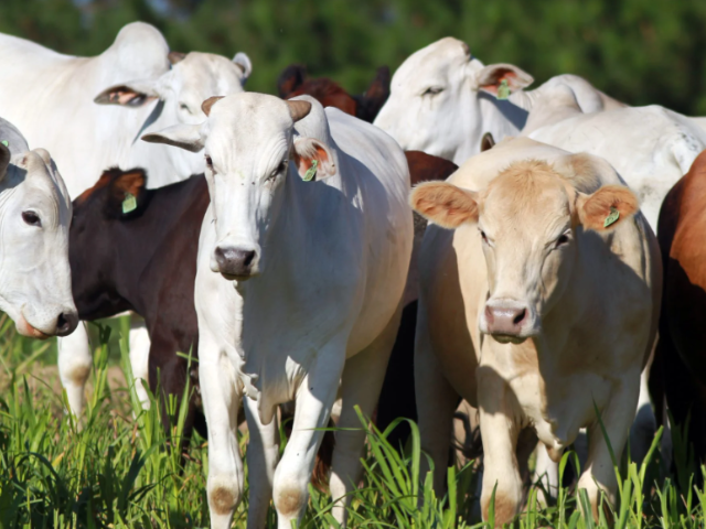 Imagem de destaque do post: Boi gordo recupera preços na semana, mas carne bovina segue sem reajuste no atacado