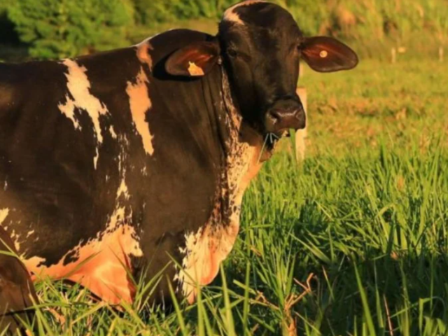 'Imagem de destaque do post: 'Girolando: a melhor pulada de cerca da história
