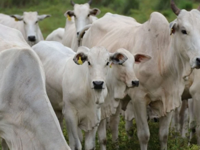 'Imagem de destaque do post: 'Creep Feeding: A tecnologia que entrega até 45 kg a mais no desmame e prepara o bezerro para a vida toda