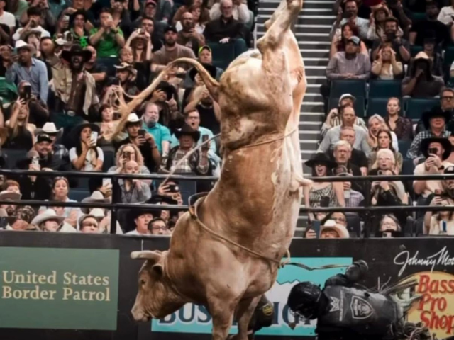 'Imagem de destaque do post: 'Luto no rodeio: morre touro Man Hater, bicampeão mundial