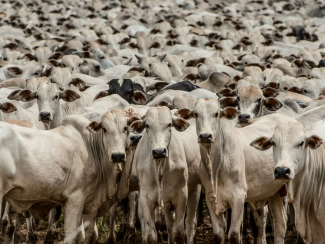 'Imagem de destaque do post: 'Guerra no Oriente Médio derruba arroba do boi gordo e frigoríficos recuam das compras