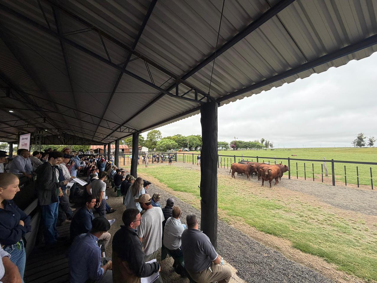 'Imagem de destaque do post: 'Congresso Mundial Brangus começa pelo Sul com visita a criatórios gaúchos de referência